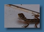 Helengeli 115